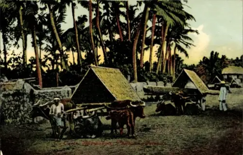 Ak Pampanga Philippinen, Ochsenkarren,  Philippinen, Palmen, ländliche Szene