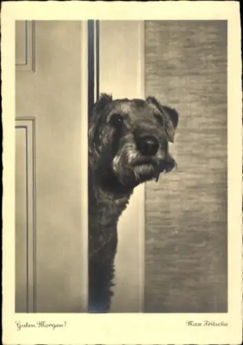 Ak Terrier, Hund, Portrait