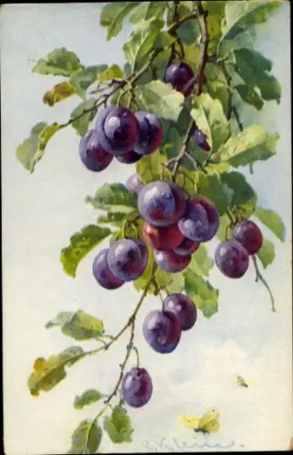 Künstler Ak Klein, C., Pflaumen, Obstbaum