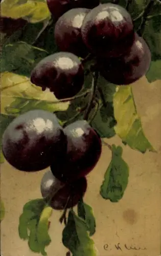 Künstler Ak Klein, Catharina, Pflaumen an einem Ast