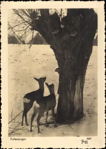 Ak Futtersorgen, zwei Rehe im Winter auf der Futtersuche