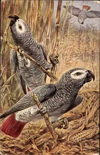 Künstler Ak Papageien, Vögel