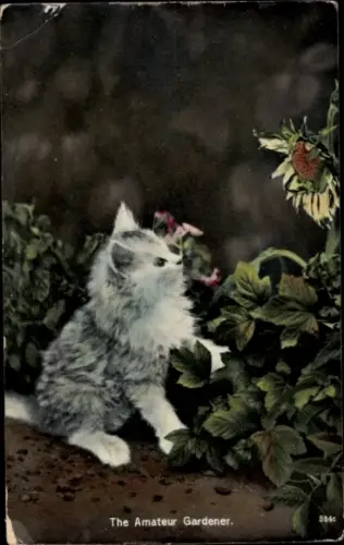 Ak Kleine Katze im Garten