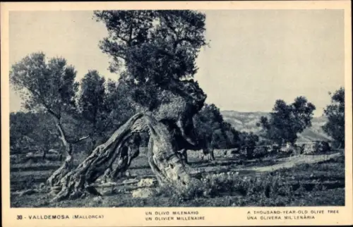 Ak Valldemosa Mallorca Balearische Inseln, tausendjähriger Olivenbaum