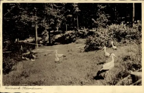 Ak Bielefeld in Nordrhein Westfalen, Tierpark Olderdissen, Störche