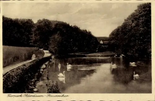 Ak Bielefeld, Sommerwirtschaft Olderdissen, Tierpark, Stauweiher