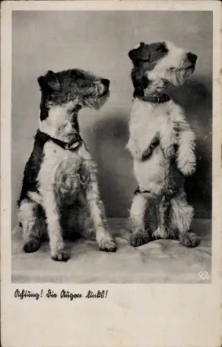 Ak Zwei Terrier, Hunde, Achtung, Augen links