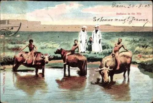 PC Egypt, Buffalos in the Nile