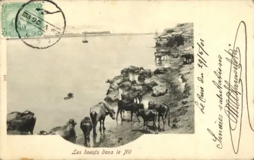 CPA Égypte, Les boeufs dans le Nil