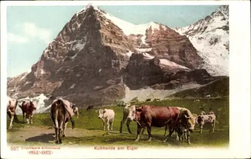 Ak Kanton Bern, Kühe auf der Weide vor dem Eiger.