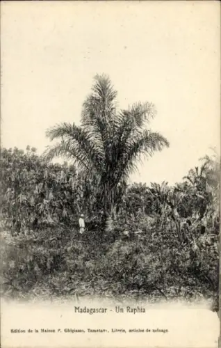 CPA Madagascar, Un Raphia