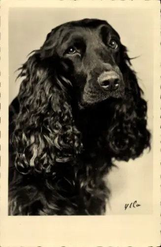 Ak Portrait eines Spaniels