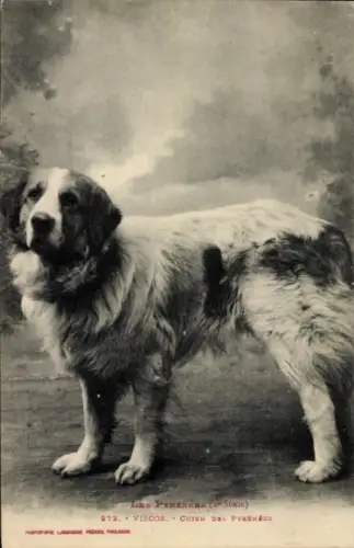 Ak Hund, Pyrenäenberghund, Tierportrait
