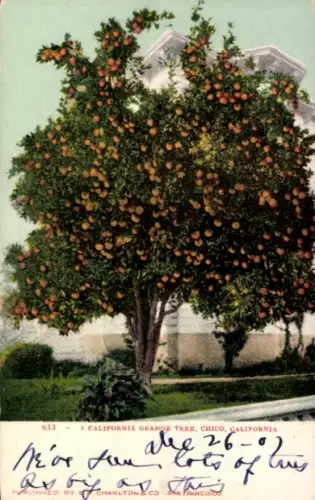Ak Chico Kalifornien USA, Orangenbaum