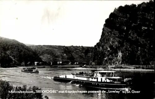 Ak Sankt Goarshausen am Rhein, Loreley, Motorboot, Trekvogel