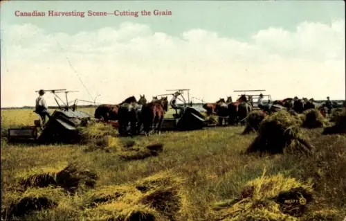 Ak Canadian Harvesting Scene, Cutting the Grain