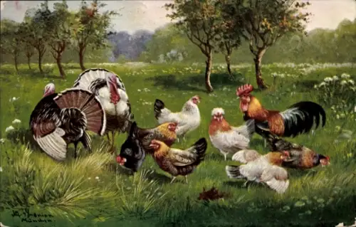 Künstler Ak Schönian, Alfred, Truthähne, Hühner und Hahn auf einer Wiese