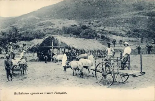 Ak Guinea, Exploitation agricole, Rinderkarren, Berg, Landwirtschaft