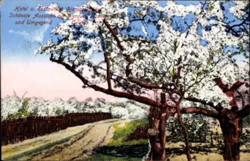 Ak Werder Havel, Blütenweg in voller Pracht, Baumblüte