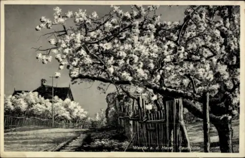 Ak Werder an der Havel, Blühende Bäume, ländliche Straße, Haus im Hintergrund