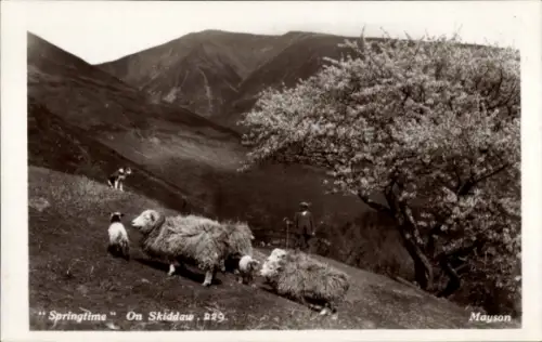 Ak Lake District Cumbria England, Berg Skiddaw, Frühling, Schafe