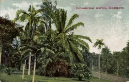 Ak Singapore Singapur , Botanischer Garten, Palmen, üppige Vegetation