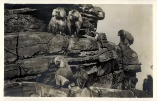 Ak Hamburg Eimsbüttel Stellingen, Carl Hagenbeck's Tierpark, Affenfelsen, Mantel Paviane