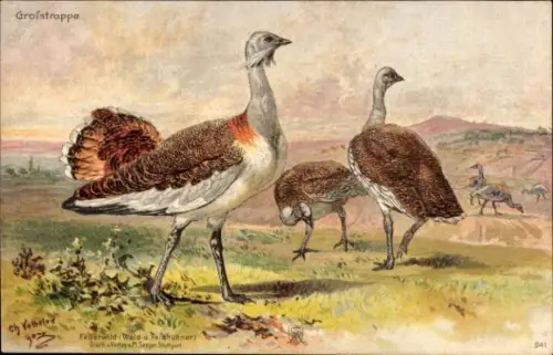 Künstler Ak Votteler, Ch., Federwild, Großtrappe
