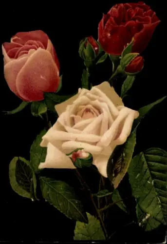 Ak verschiedenfarbige Rosen, rot, weiß, rosa, Knospen, Blüten