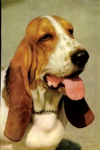 Ak Hundeportrait, Basset Hound