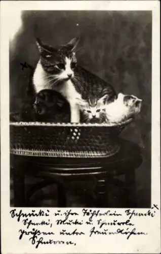 Foto Ak Katze mit jungen Katzen in einem Korb, Schnucki