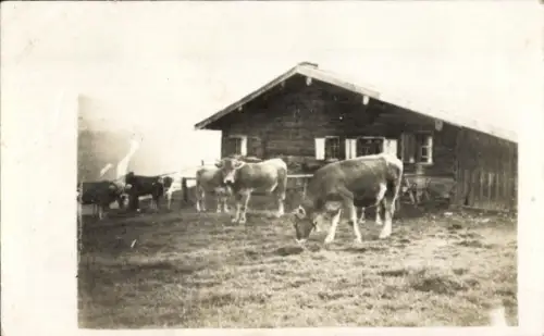 Foto Ak Kühe auf der Alm, Almhütte