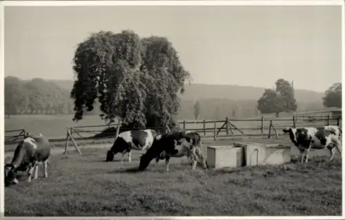 Ak Kühe auf einer Weide