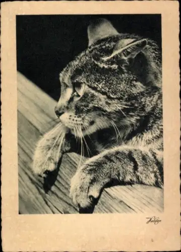 Ak Katze, Tierportrait