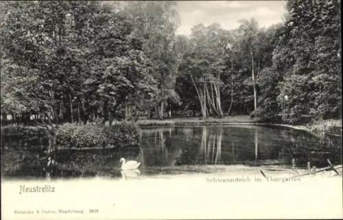 Ak Neustrelitz in Mecklenburg, Schwanenteich, Thiergarten,  Natur, Bäume, Wasser