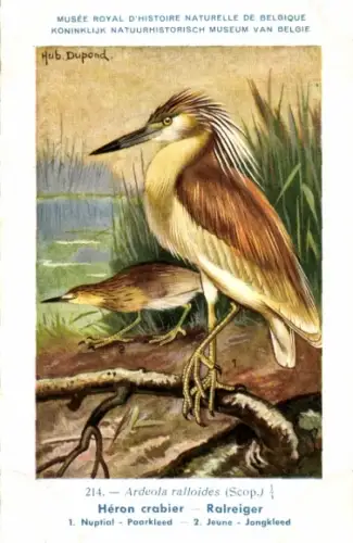 Künstler Ak Dupond, Hub., Rallenreiher, Nr. 214