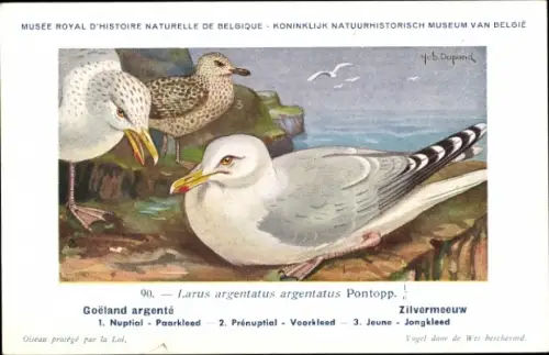 Künstler Ak Dupond, Hub., Larus argentatus, Silbermöwe, Nr. 90