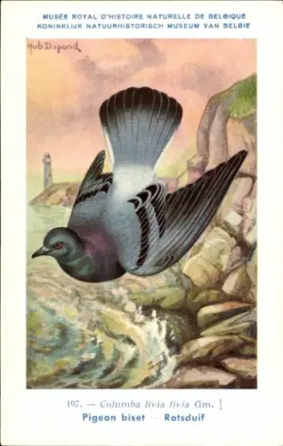 Künstler Ak Dupond, Hub., Columba livia, Felsentaube
