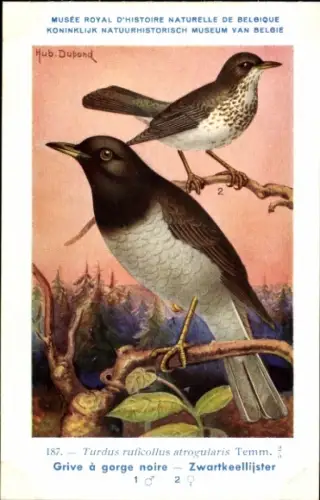 Künstler Ak Dupond. Hub., Hausdrossel
