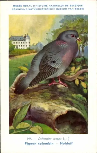 Künstler Ak Dupond, Hub., Columba oenas, Hohltaube