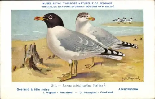 Künstler Ak Dupond, Hub., Larus ichtyaetus, Fischmöwe