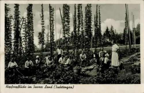 Ak Žatec Saaz Region Aussig, Hopfenpflücke im Saazer Land