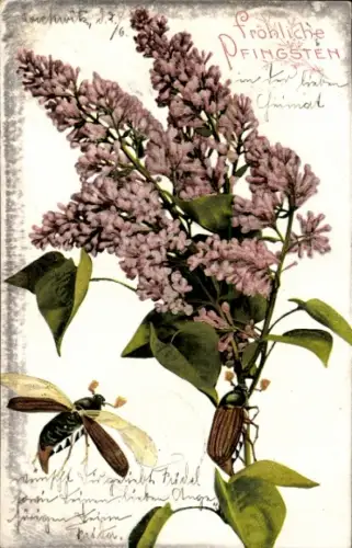 Ak Glückwunsch, Pfingsten, Maikäfer