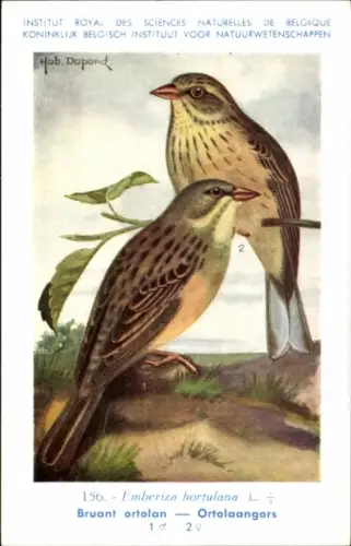 Künstler Ak Dupond, Hub., Emberiza hortulana, Ortolan