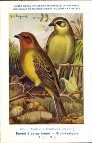 Künstler Ak Dupond, Hub., Emberiza bruniceps, Braunkopfammer