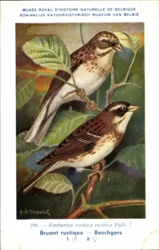 Künstler Ak Dupond, Hub., Emberiza rustica, Waldammer