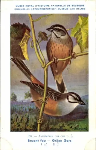 Künstler Ak Dupond, Hub., Emberiza cia, Zippammer