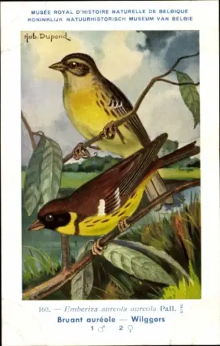 Künstler Ak Dupond, Hub., Emberiza aureola, Weidenammer