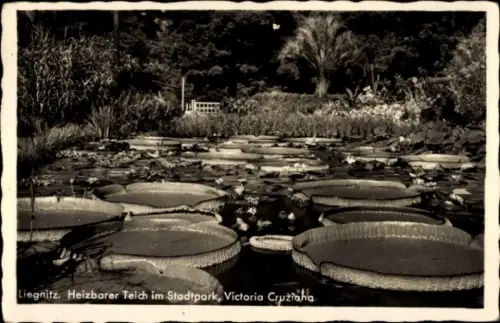 Ak Legnica Liegnitz Schlesien, Heizbarer Teich im Stadtpark, Victoria Cruziaha, Wasserlilien