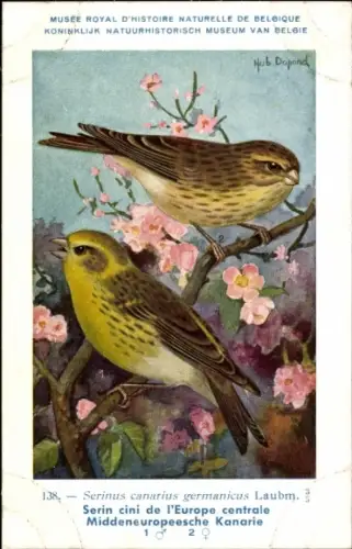 Künstler Ak Dupond, Hub., Serin cini de l'Europe centrale, Middeneuropeesche Kanarie, Nr. 138